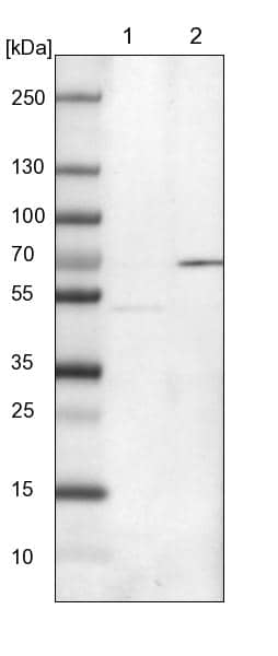 Western Blot ERLEC1 Antibody - BSA Free