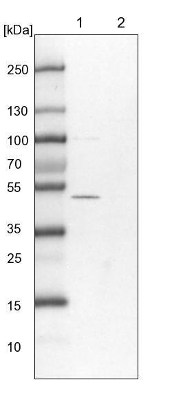 Western Blot ERLEC1 Antibody - BSA Free