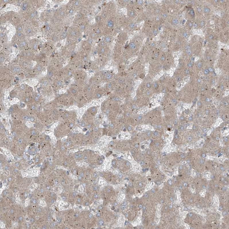 Immunohistochemistry-Paraffin ERLEC1 Antibody - BSA Free