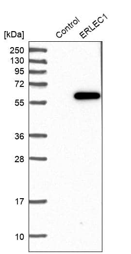 Western Blot ERLEC1 Antibody - BSA Free