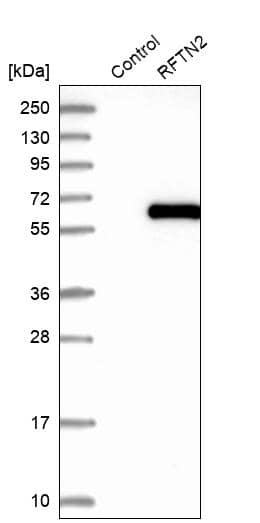 Analysis in control (vector only transfected HEK293T lysate) and RFTN2 over-expression lysate (Co-expressed with a C-terminal myc-DDK tag (~3.1 kDa) in mammalian HEK293T cells).