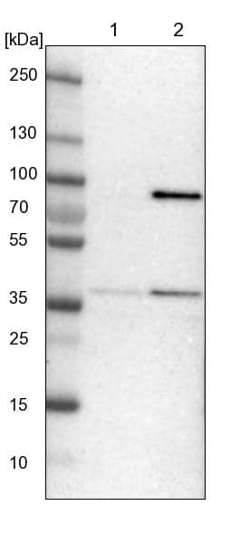 Western Blot MRPL39 Antibody - BSA Free