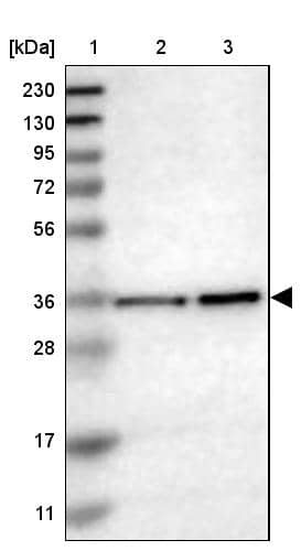 Western Blot MRPL39 Antibody - BSA Free
