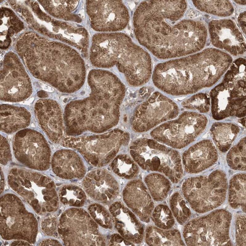 Immunohistochemistry-Paraffin GCFC1 Antibody - BSA Free