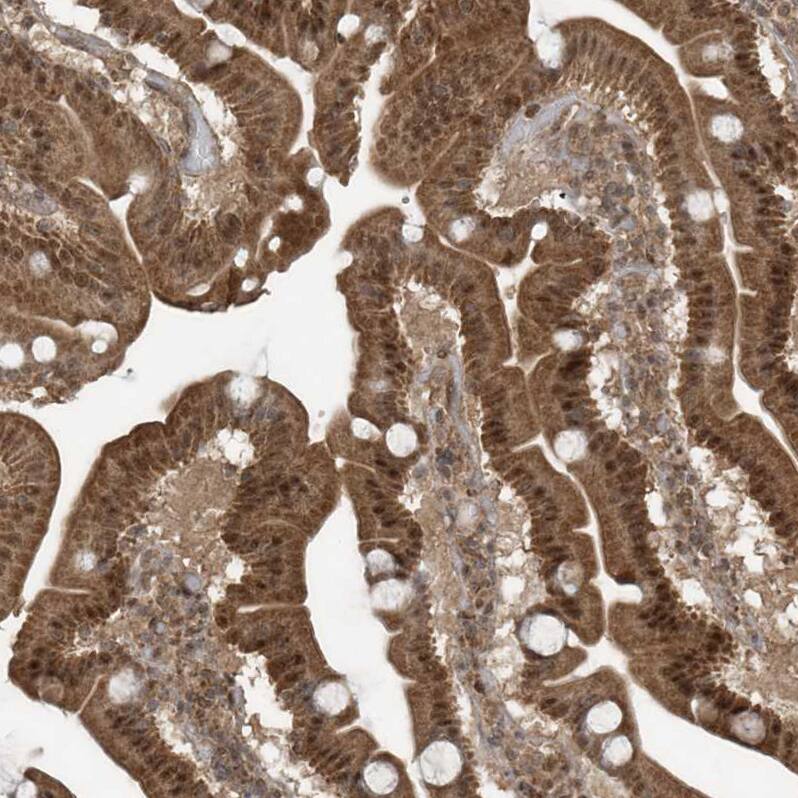 Staining of human duodenum shows  strong nuclear positivity in glandular cells.