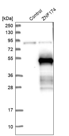 Analysis in control (vector only transfected HEK293T lysate) and ZNF174 over-expression lysate (Co-expressed with a C-terminal myc-DDK tag (~3.1 kDa) in mammalian HEK293T cells).