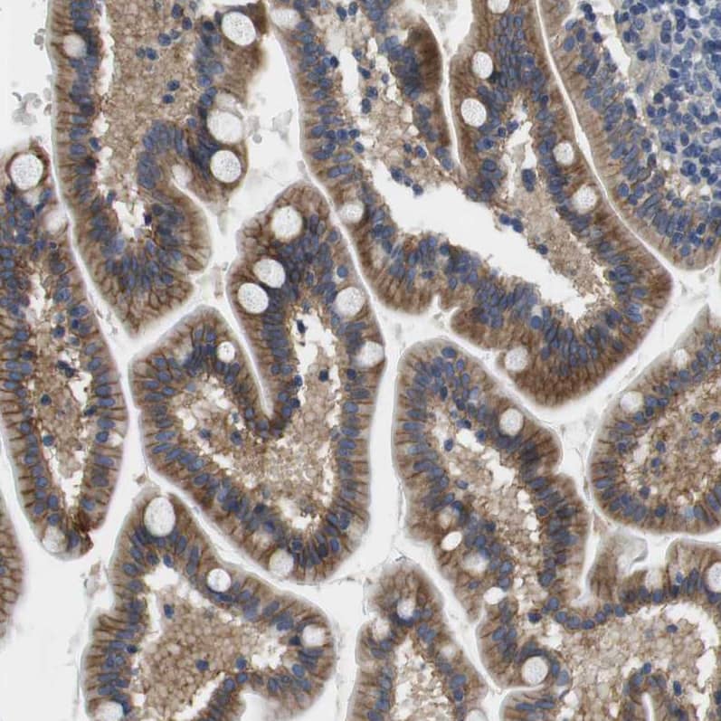 Immunohistochemistry-Paraffin SLC30A1 Antibody - BSA Free