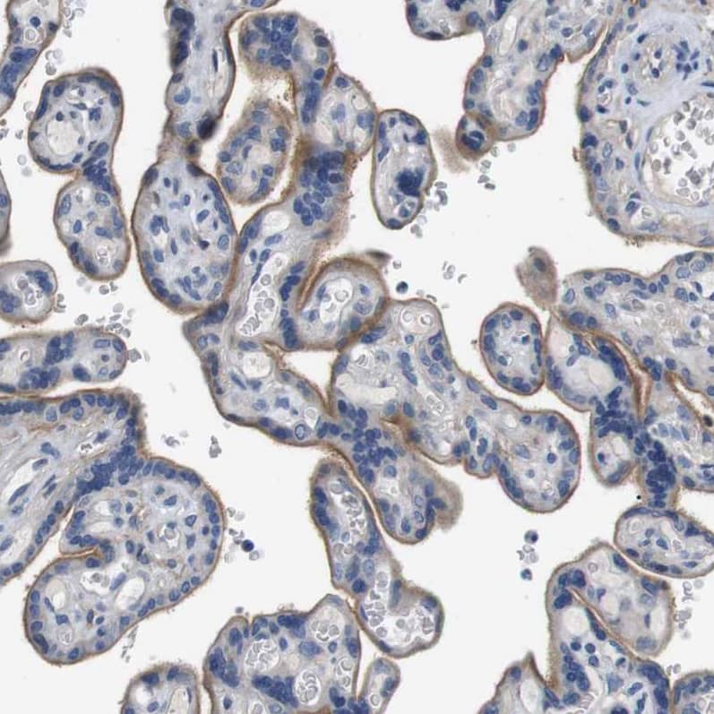 Immunohistochemistry-Paraffin SLC30A1 Antibody - BSA Free