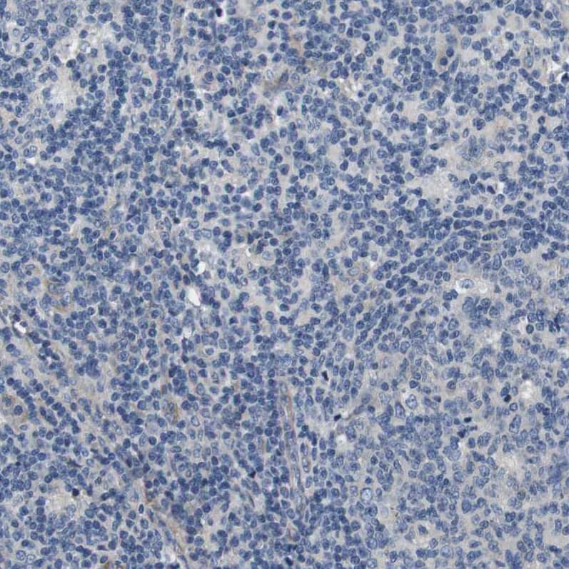 Immunohistochemistry-Paraffin SLC30A1 Antibody - BSA Free