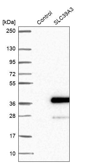 Western Blot SLC39A3 Antibody - BSA Free
