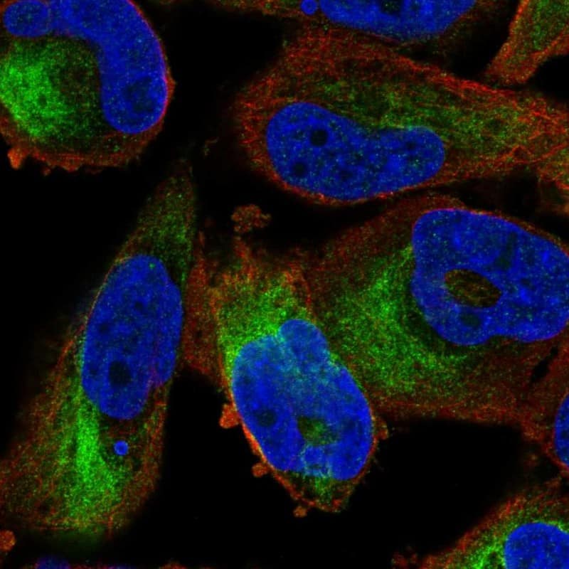 Immunocytochemistry/ Immunofluorescence ZFP95 Antibody - BSA Free