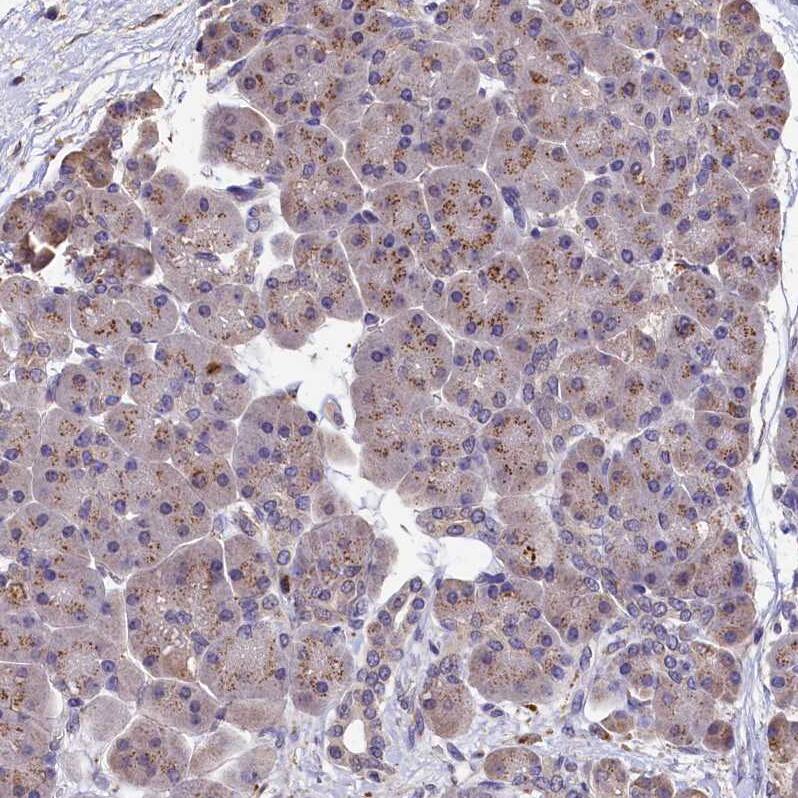 Immunohistochemistry-Paraffin LSM4 Antibody - BSA Free