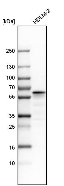 Analysis in human cell line HDLM-2.