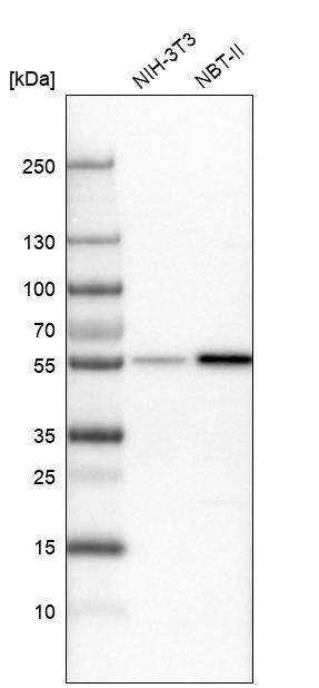 Analysis in mouse cell line NIH-3T3 and rat cell line NBT-II.