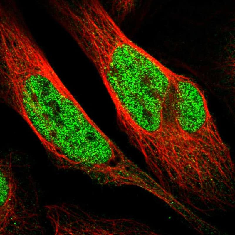 Staining of human cell line U-2 OS shows localization to nucleoplasm.