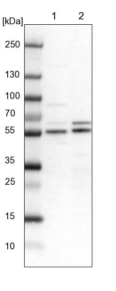 Lane 1: NIH-3T3 cell lysate (Mouse embryonic fibroblast cells)Lane 2: NBT-II cell lysate (Rat Wistar bladder tumour cells)