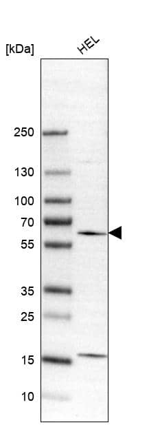 Western Blot WIPF1/WIP Antibody - BSA Free
