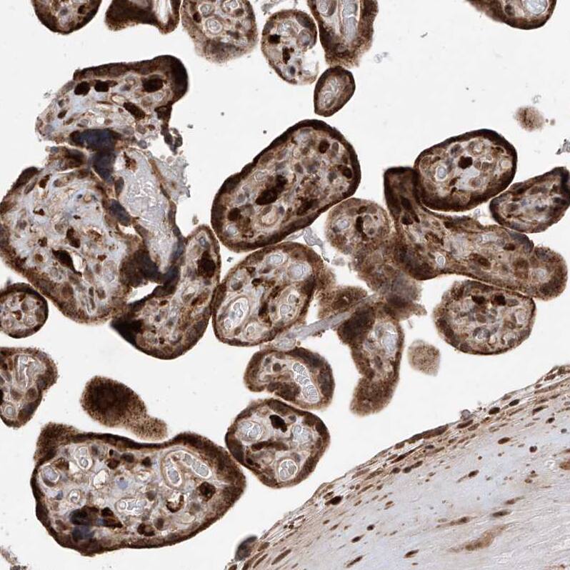 Staining of human placenta shows strong cytoplasmic positivity in trophoblastic cells.