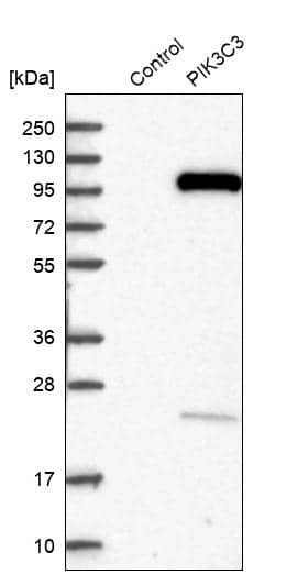 Analysis in control (vector only transfected HEK293T lysate) and PIK3C3 over-expression lysate (Co-expressed with a C-terminal myc-DDK tag (~3.1 kDa) in mammalian HEK293T cells).