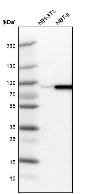 Analysis in mouse cell line NIH-3T3 and rat cell line NBT-II.