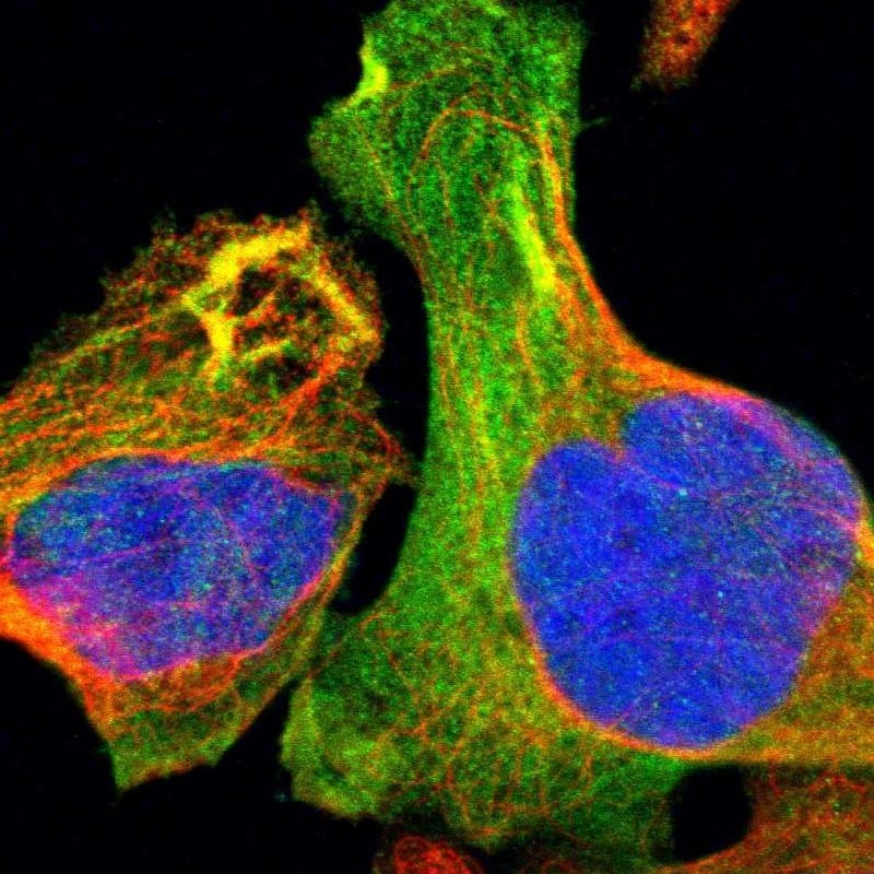 Staining of human cell line U-2 OS shows localization to cytosol & actin filaments.