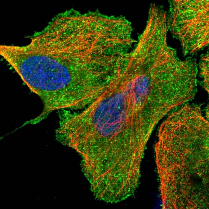 Staining of human cell line U-2 OS shows localization to plasma membrane & cytosol.