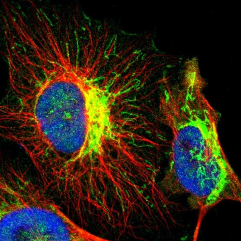 Staining of human cell line U-251 MG shows localization to mitochondria.