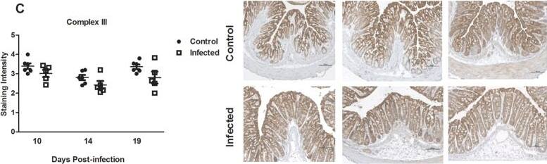 Tissue localization and semi-quantification of the mitochondrial respiratory enzyme complexes in the murine distal colon during C. rodentium infection.Immunohistochemical staining using antibodies for (A) MTND6 (complex I) (B) SDHA (complex-II) (C) CYC1 (complex-III) (D) CCO-VIc (complex-IV). Statistics: unpaired t test. *P < 0.05, **P < 0.01, ***P < 0.001 vs. control, n = 5–6 mice/group. The infection experiments were performed twice, and each time point contain results pooled from 5–6 mice. Scale bar 100 μm, magnification × 200. Image collected and cropped by CiteAb from the following open publication (//pubmed.ncbi.nlm.nih.gov/26481427), licensed under a CC-BY license. Not internally tested by Novus Biologicals.