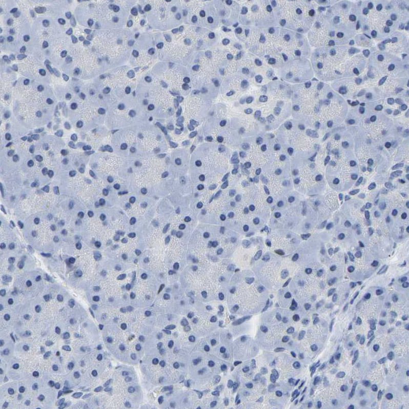 Staining of human pancreas shows no positivity in exocrine glandular cells as expected.