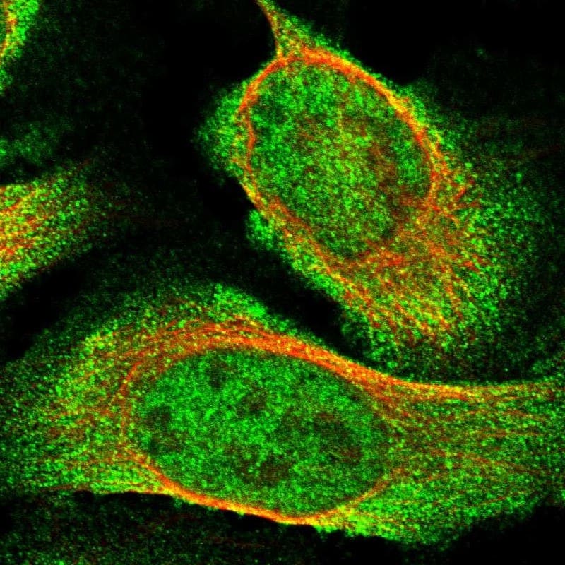 Staining of human cell line U-2 OS shows localization to nucleoplasm & cytosol.