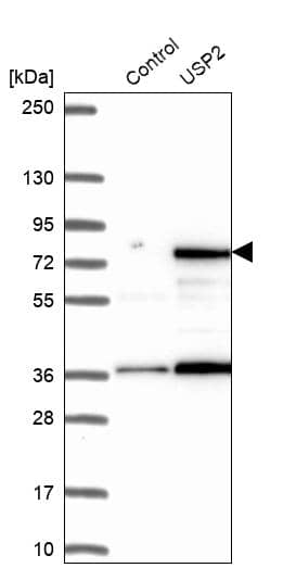 Analysis in control (vector only transfected HEK293T lysate) and USP2 over-expression lysate (Co-expressed with a C-terminal myc-DDK tag (~3.1 kDa) in mammalian HEK293T cells).