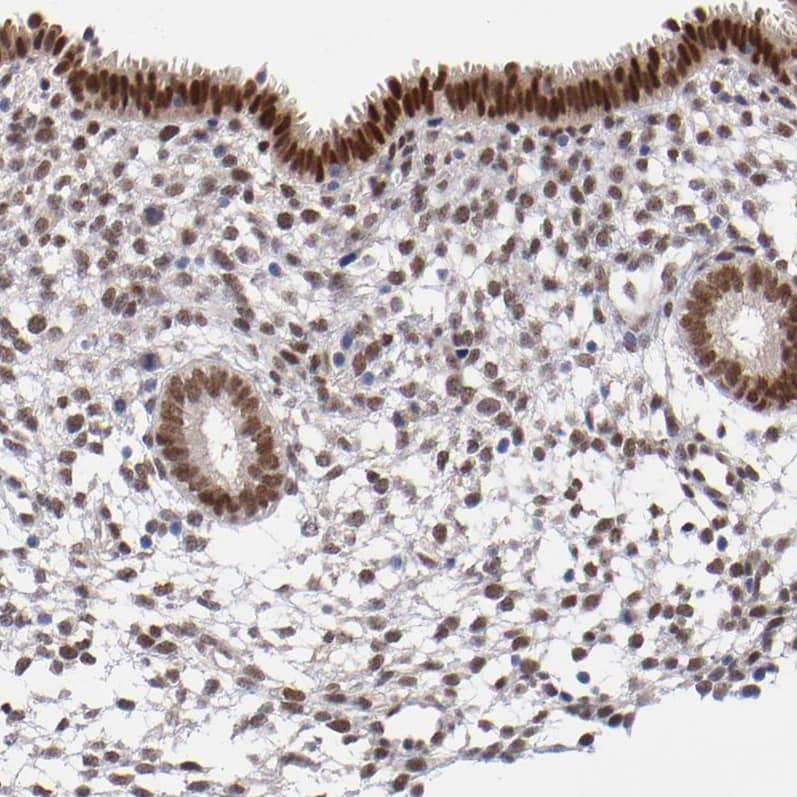 Staining of human endometrium shows strong nuclear positivity in glandular cells.