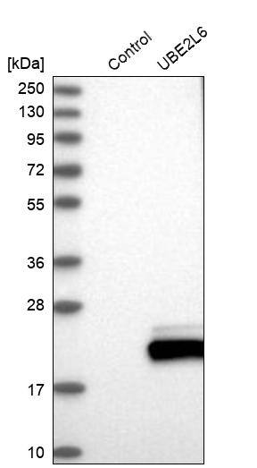 Analysis in control (vector only transfected HEK293T lysate) and UBE2L6 over-expression lysate (Co-expressed with a C-terminal myc-DDK tag (~3.1 kDa) in mammalian HEK293T cells).
