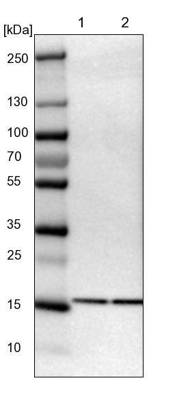 Lane 1: NIH-3T3 cell lysate (Mouse embryonic fibroblast cells)Lane 2: NBT-II cell lysate (Rat Wistar bladder tumour cells)