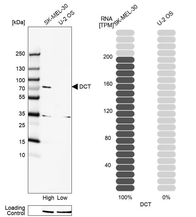 Analysis in human cell line SK-MEL-30 and human cell line U-2 OS.