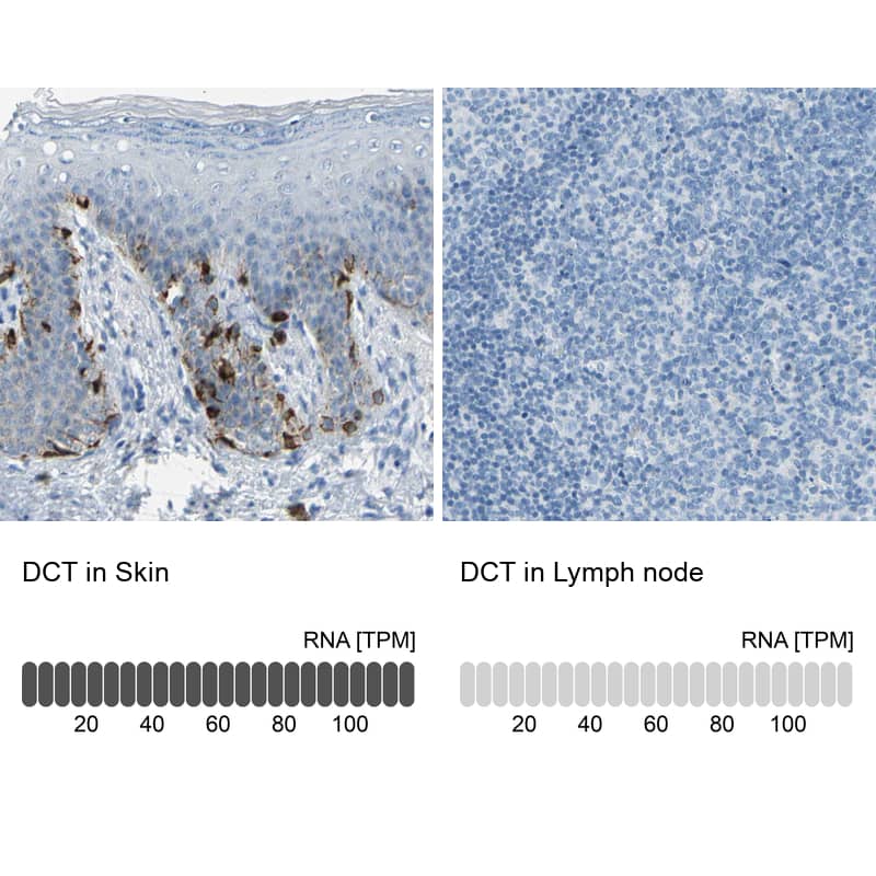 <b>Orthogonal Strategies Validation. </b>Analysis in human skin and lymph node tissues Corresponding DCT RNA-seq data are presented for the same tissues.