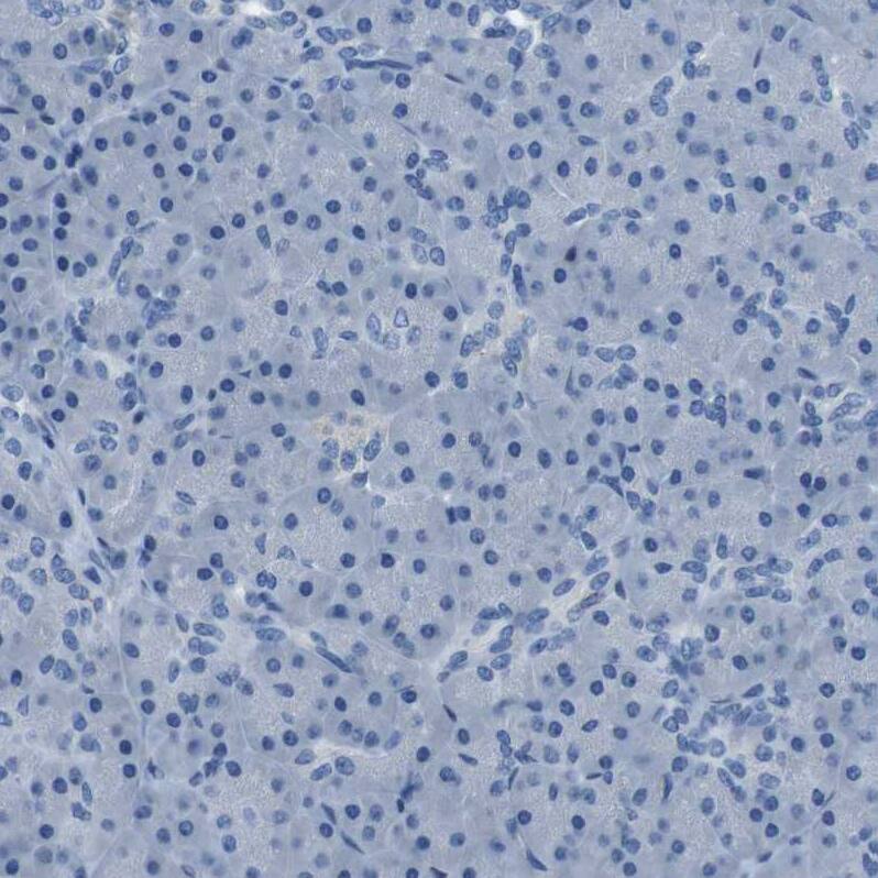 Immunohistochemistry-Paraffin TULP3 Antibody - BSA Free