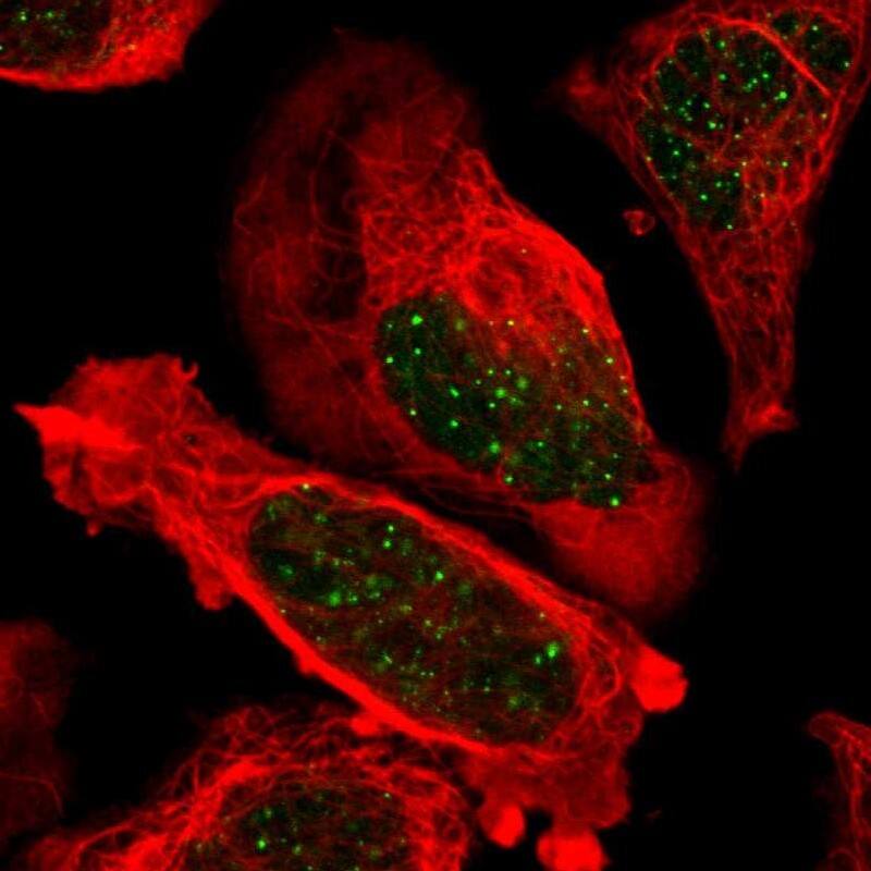 Staining of human cell line U-2 OS shows localization to nuclear bodies.