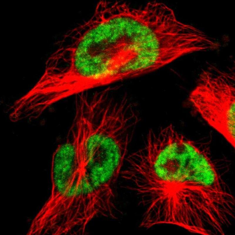 Staining of human cell line U-251 MG shows localization to nuclear speckles.