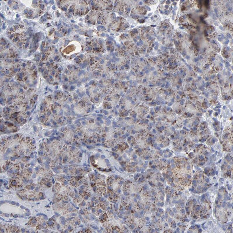 Staining of human pancreas shows very weak granular cytoplasmic  positivity in exocrine glandular cells.