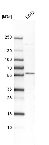 Western Blot TXNRD2 Antibody - BSA Free