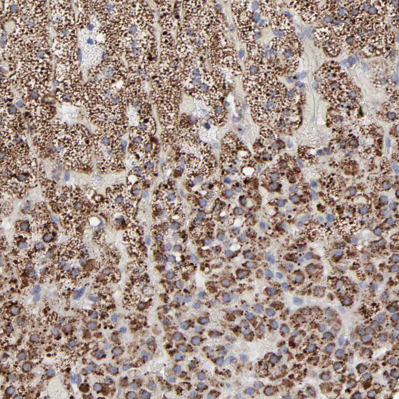 Staining of human adrenal gland shows strong granular cytoplasmic positivity in glandular cells.