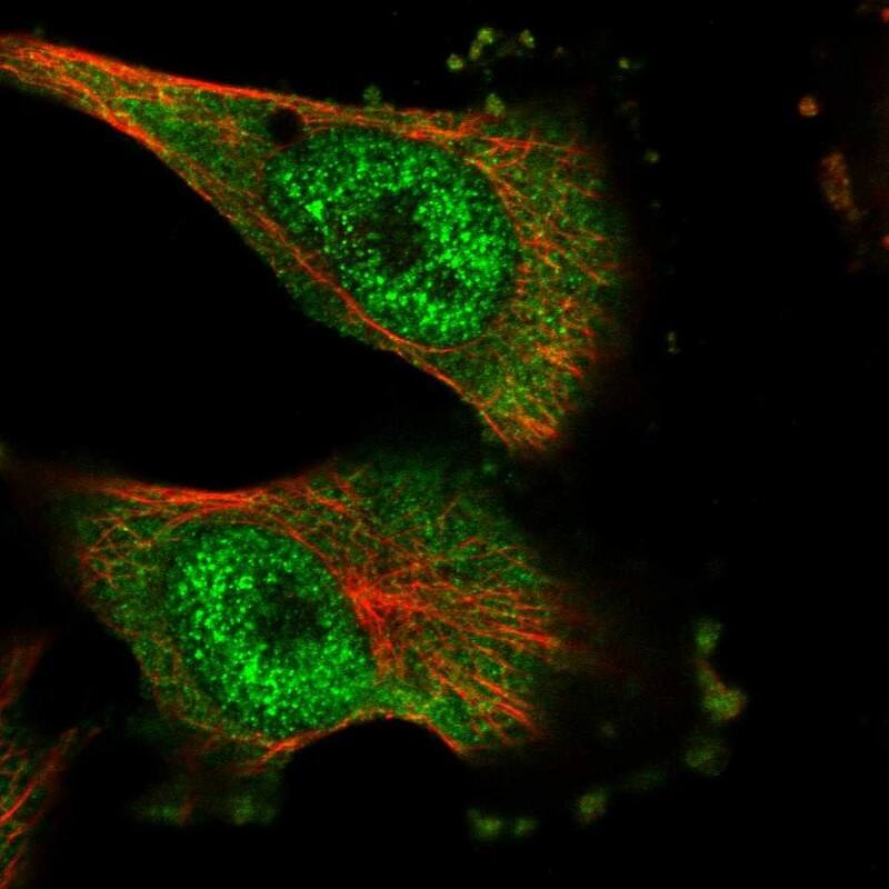 Staining of human cell line U-251 MG shows localization to nucleoplasm & cytosol.