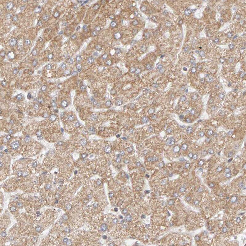 Immunohistochemistry-Paraffin DNAJC7 Antibody - BSA Free