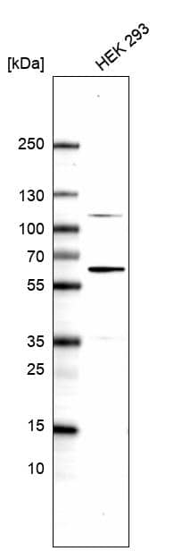 Analysis in human cell line HEK 293.