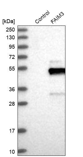 Analysis in control (vector only transfected HEK293T lysate) and FAIM3 over-expression lysate (Co-expressed with a C-terminal myc-DDK tag (~3.1 kDa) in mammalian HEK293T cells).