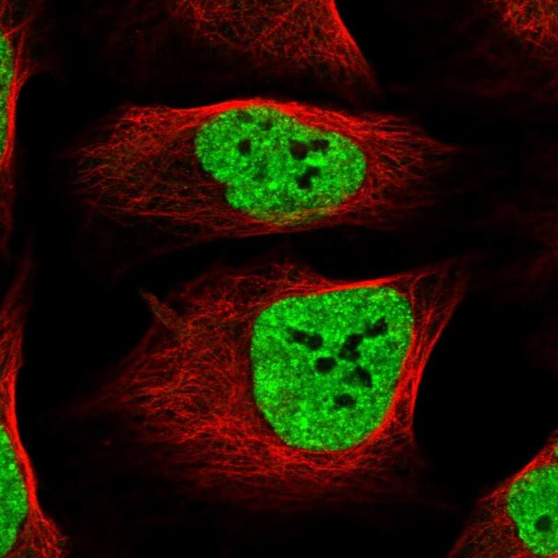 Staining of human cell line U-2 OS shows localization to nucleoplasm.