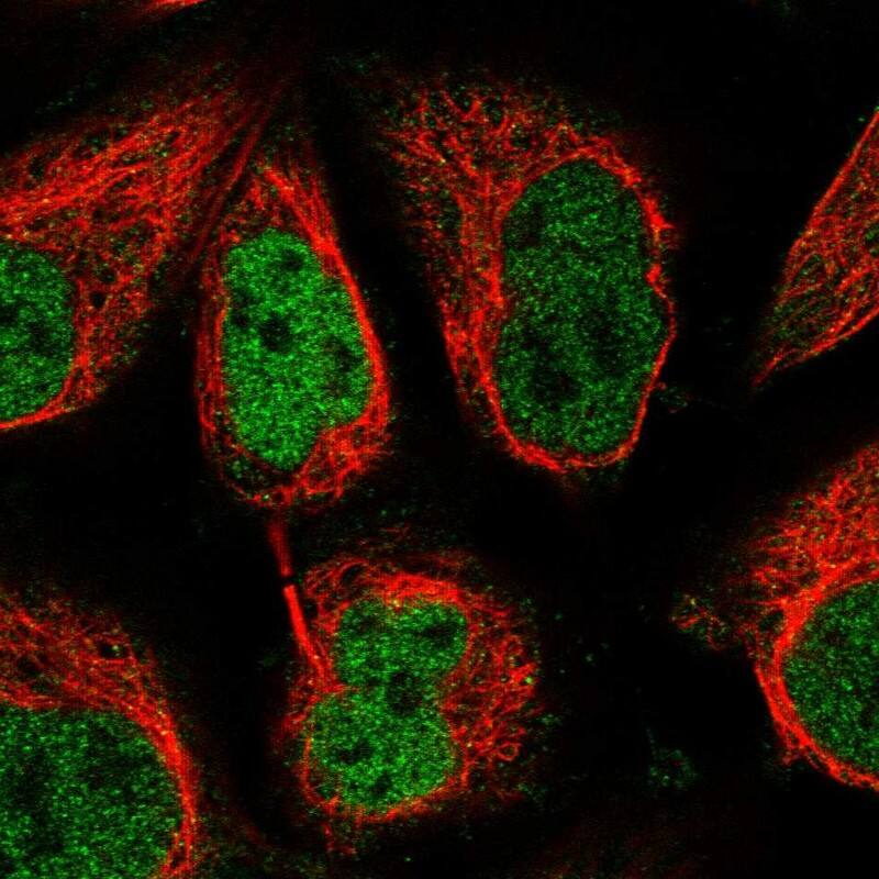 Staining of human cell line U-2 OS shows localization to nucleoplasm.