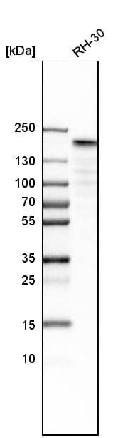 Analysis in human cell line RH-30.