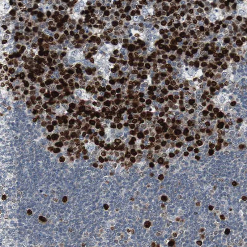 Staining of human lymph node shows strong nuclear positivity in germinal center cells.